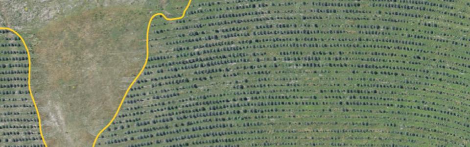 Tree Crown Detection