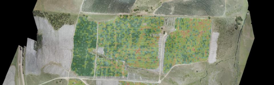 Plantation Fault Detection